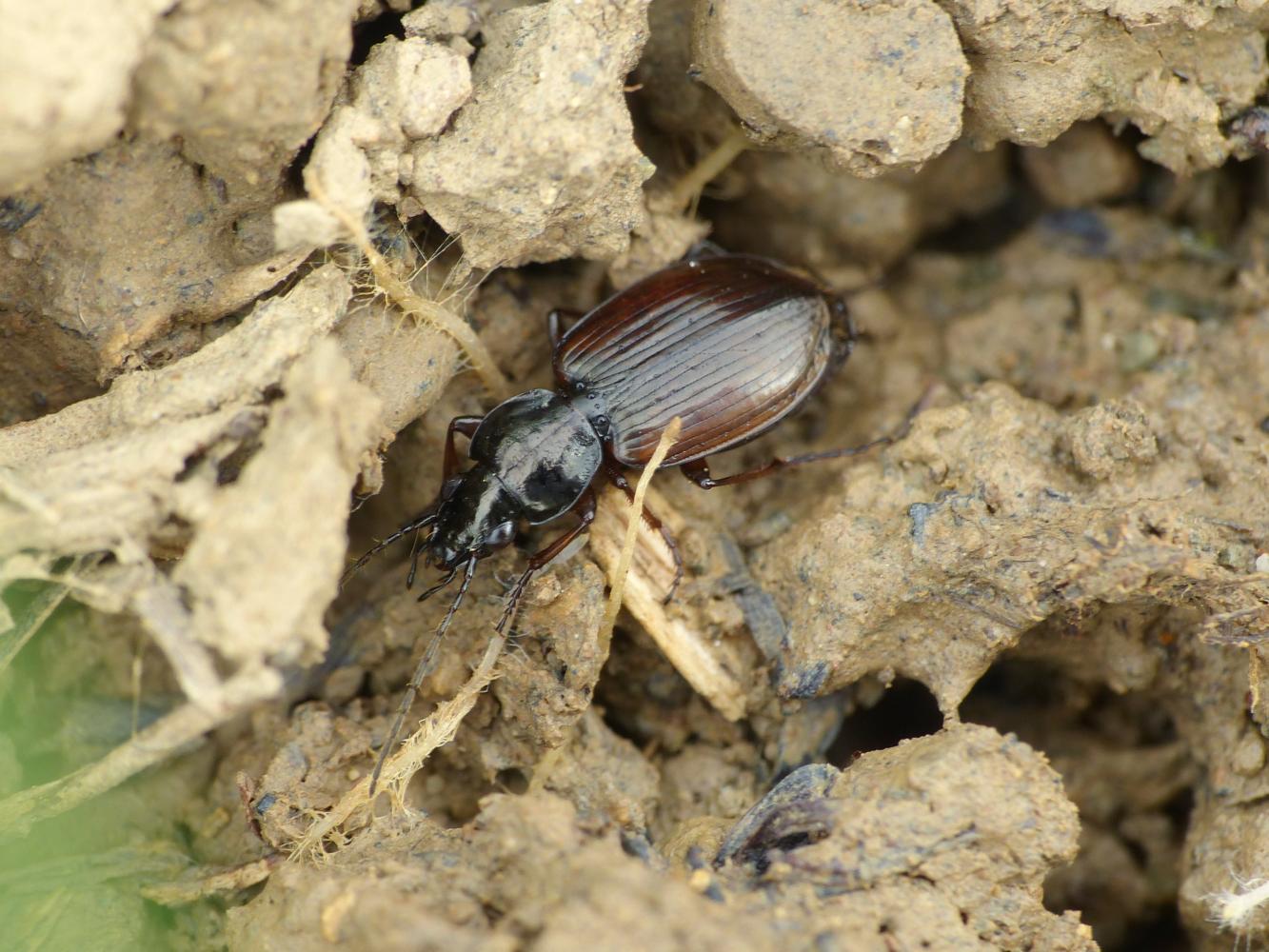 Carabetto: Agonum sordidum